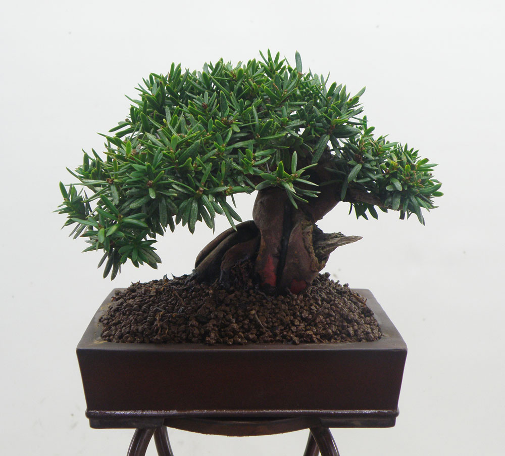 감성 충전 분재벼룩시장